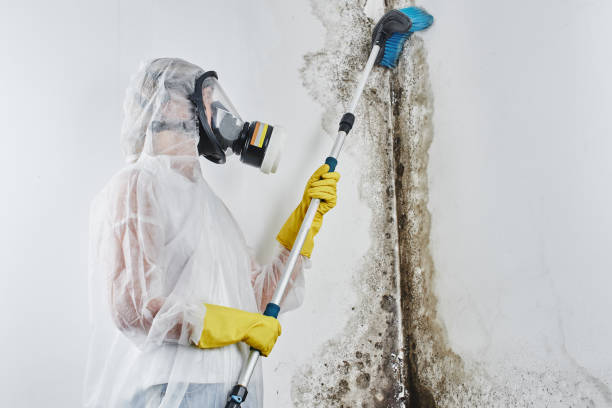 Best Local Mold Removal Service  in Rock Island, IL