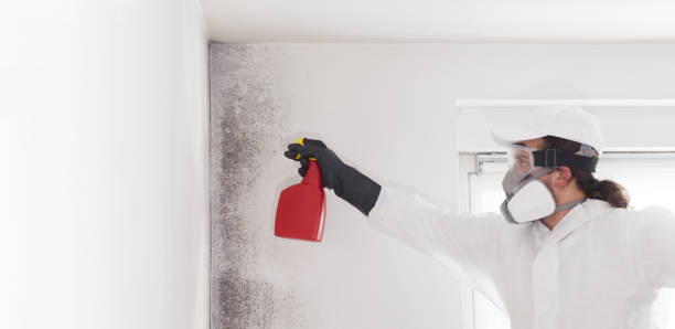 Best Mold Remediation Experts  in Rock Island, IL