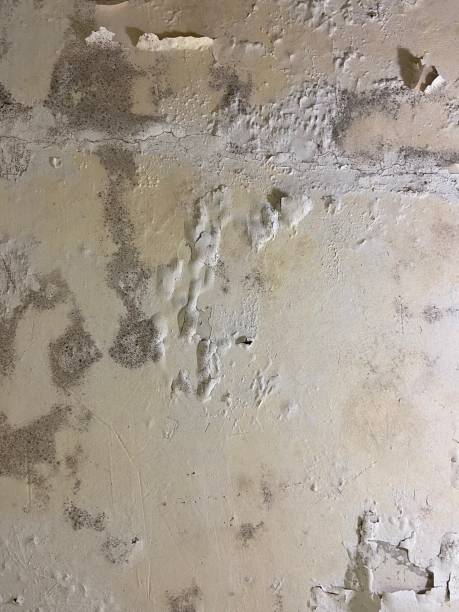 Best Toxic Mold Removal  in Rock Island, IL