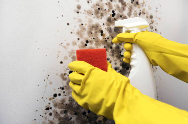 Best Attic Mold Removal  in Rock Island, IL