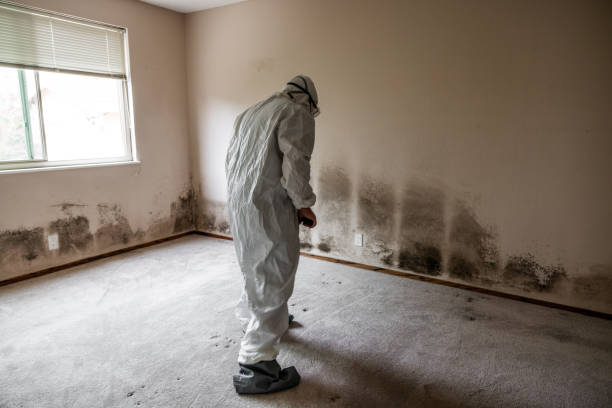 Best Professional Mold Removal  in Rock Island, IL