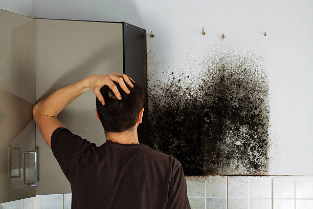 Best Mold Cleaning Services  in Rock Island, IL